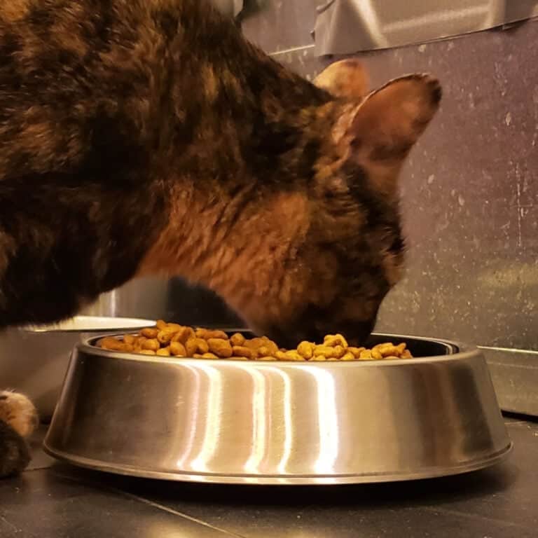 Wondering how to keep ants out of dog food? Finding ants in your cat's food dish? This inexpensive ant-proof bowl keeps ants out of pet food, no messy water moat or petroleum jelly required. #pets #petfood