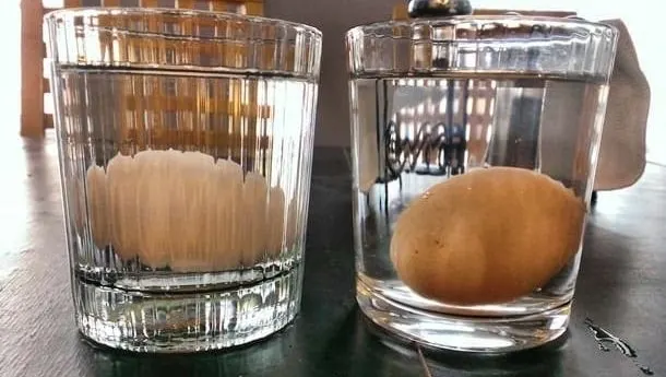 one white egg and one brown egg, each at the bottom of a glass of water