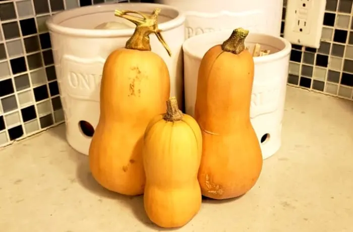 three butternut squashes on a counter