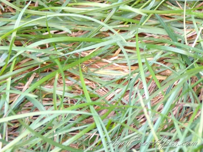Kodak PIXPRO AZ401 Review - grass and bee, close up