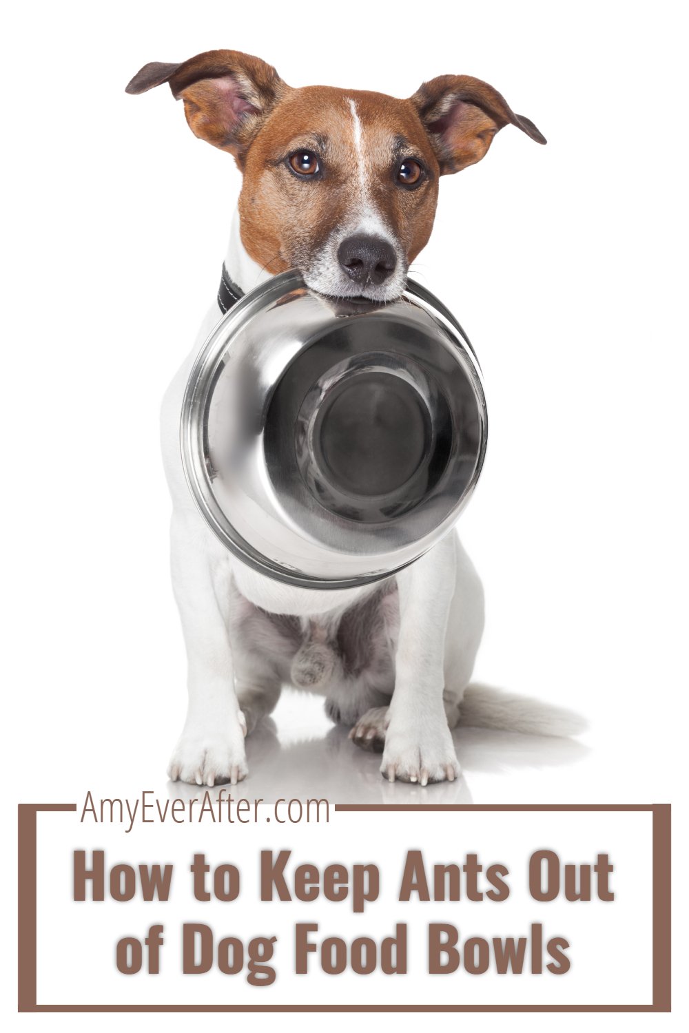 How to Keep Ants Out of Pet Food the Easy Way!