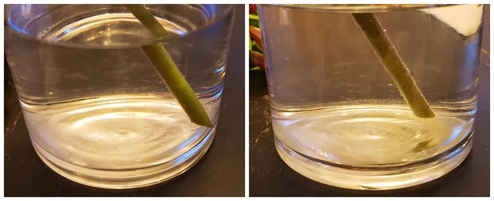 Side-by-side images of flower stems in vases.