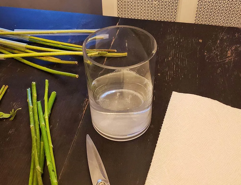A vase of water with flower stems and scissors next to it.