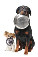 Dogs holding food bowls.